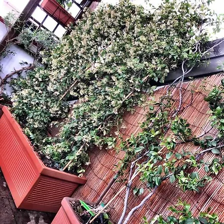 شقة Rooftop Nest *